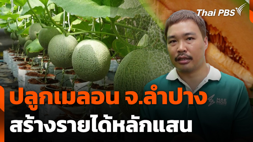 ปลูกเมลอนสร้างรายได้หลักแสน จ.ลำปาง