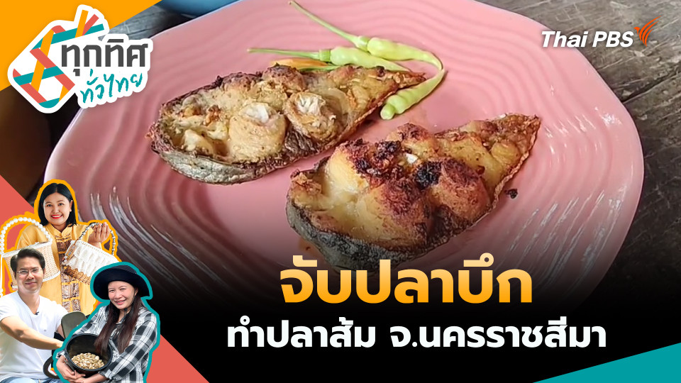 ชาวบ้านจับปลาบึกทำปลาส้ม จ.นครราชสีมา