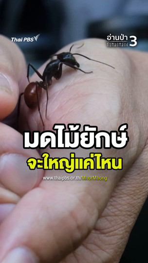 มดไม้ยักษ์ จะใหญ่แค่ไหน