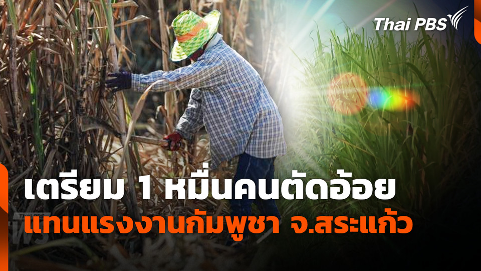 เตรียม 1 หมื่นคนตัดอ้อย แทนแรงงานกัมพูชา จ.สระแก้ว