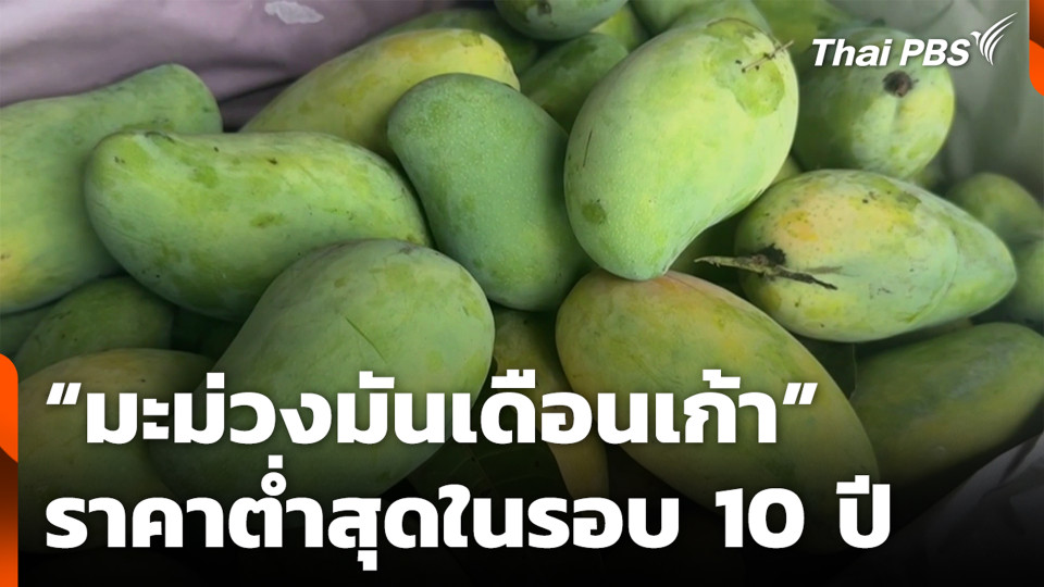 “มะม่วงมันเดือนเก้า” ราคาต่ำสุดในรอบ 10 ปี
