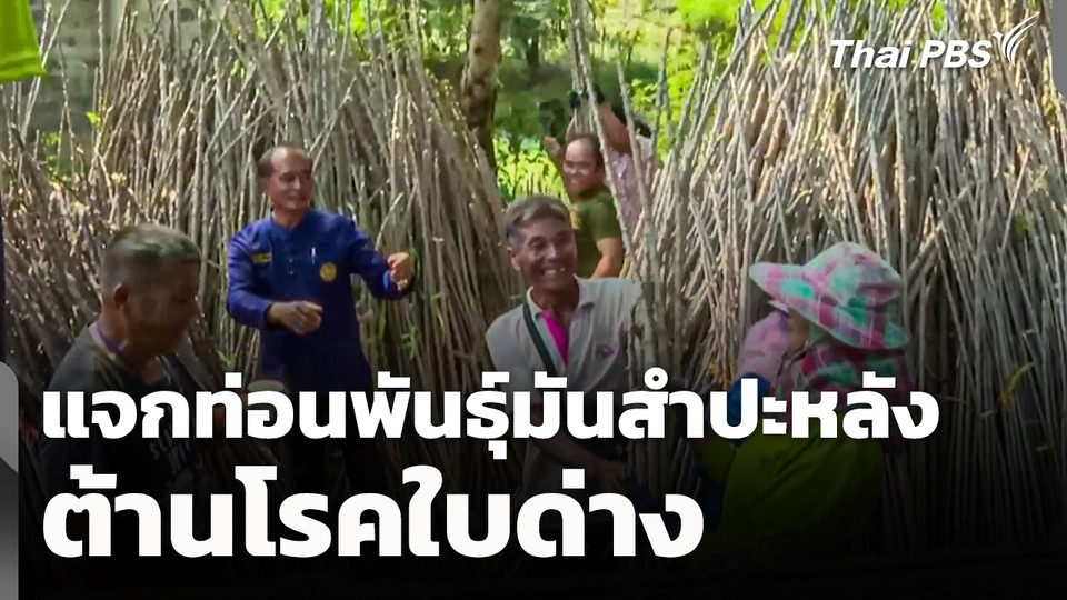  แจกท่อนพันธุ์มันสำปะหลังต้านโรคใบด่าง 