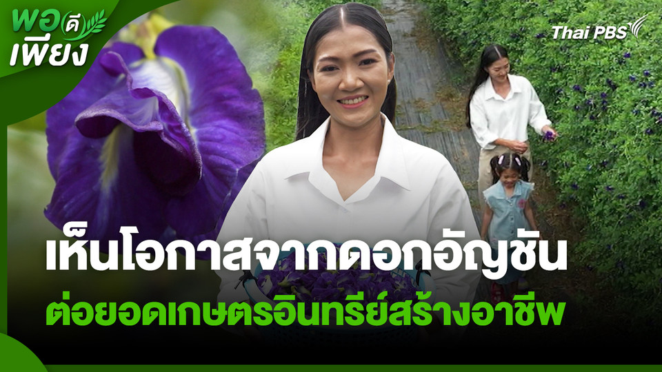 พอดีพอเพียง : เห็นโอกาสจากดอกอัญชัน ต่อยอดเกษตรอินทรีย์ สร้างอาชีพและรายได้อย่างมั่นคง