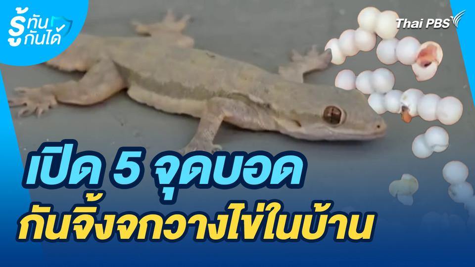 รู้ทันกันได้ : เปิด 5 จุดบอด กันจิ้งจกวางไข่ในบ้าน