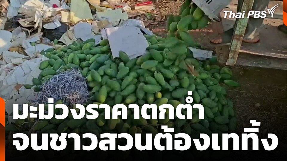มะม่วงราคาตกต่ำ จนชาวสวนต้องเททิ้ง