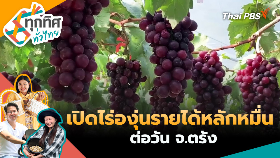 เปิดไร่องุ่นรายได้หลักหมื่นต่อวัน จ.ตรัง