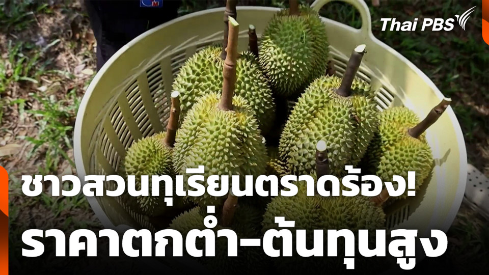 ชาวสวนทุเรียนตราดร้อง! ราคาตกต่ำ-ต้นทุนสูง