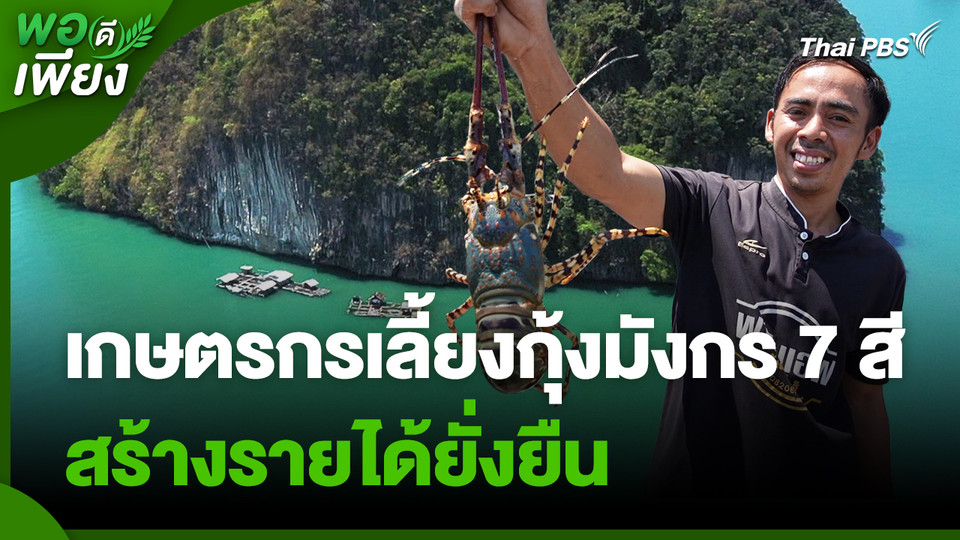 พอดีพอเพียง : ต่อยอดความรู้ประมง สู่เกษตรกรเลี้ยงกุ้งมังกร 7 สี สร้างรายได้ยั่งยืน