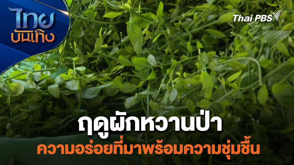 อิ่มมนต์รส : ฤดูผักหวานป่า ความอร่อยที่มาพร้อมความชุ่มชื้น