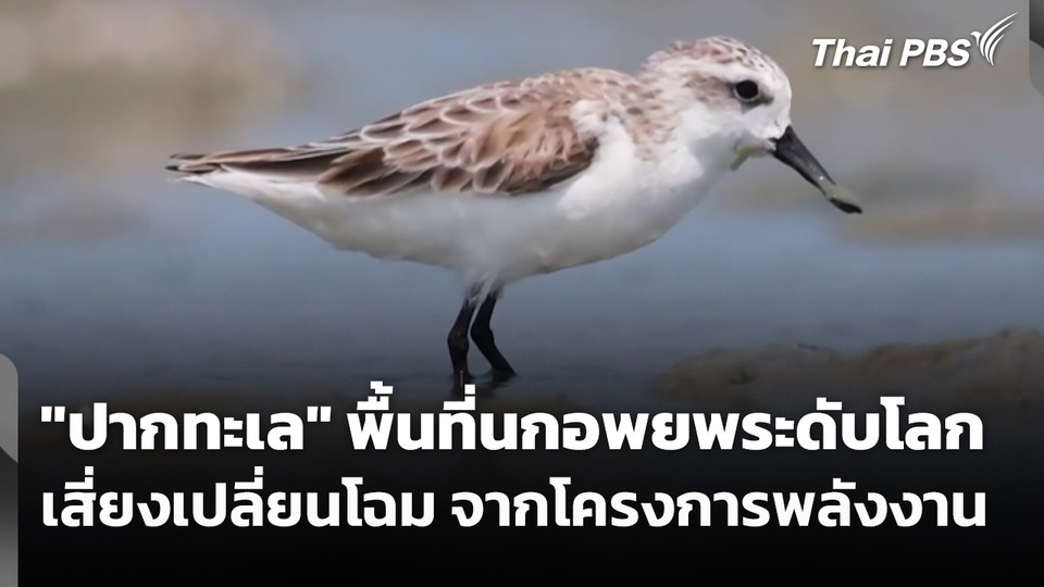 "ปากทะเล" พื้นที่นกอพยพระดับโลก เสี่ยงเปลี่ยนโฉม จากโครงการพลังงาน