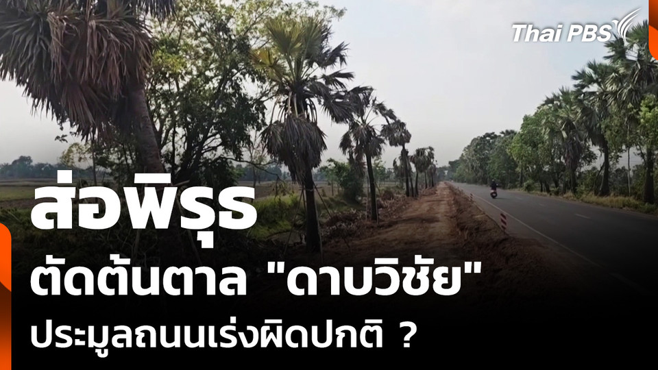 ตัดต้นตาล "ดาบวิชัย" ส่อพิรุธประมูลถนนเร่งผิดปกติ
