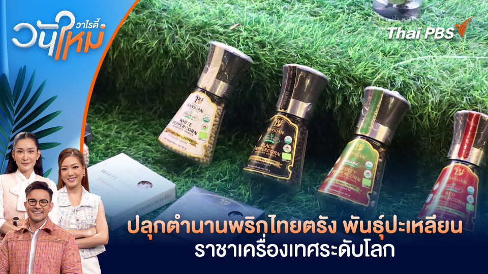 ปลุกตำนานพริกไทยตรัง พันธุ์ปะเหลียน ราชาเครื่องเทศระดับโลก | วันใหม่วาไรตี้ | 30 มี.ค. 69