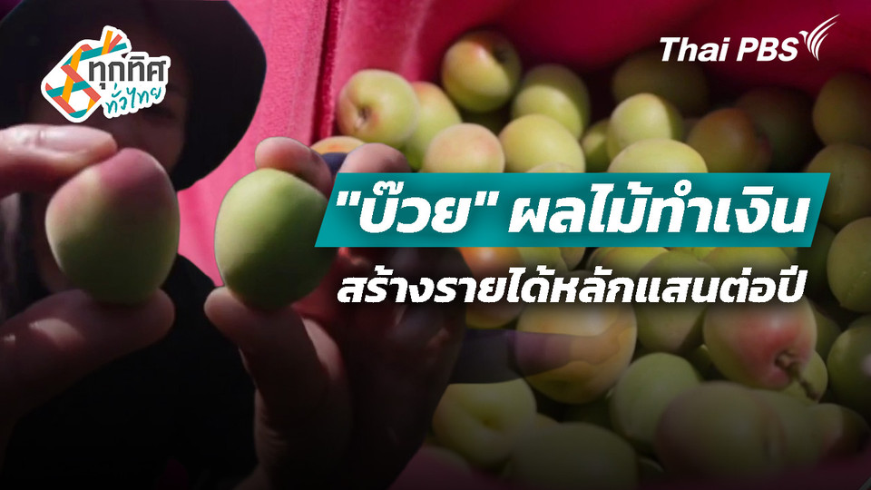 "บ๊วย" ผลไม้ทำเงินสร้างรายได้หลักแสนต่อปี