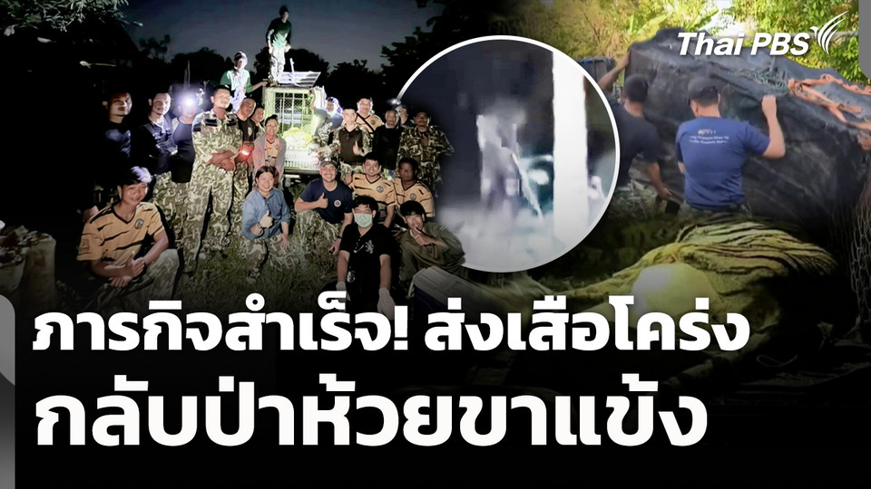 ภารกิจสำเร็จ! ส่งเสือโคร่งกลับป่าห้วยขาแข้ง