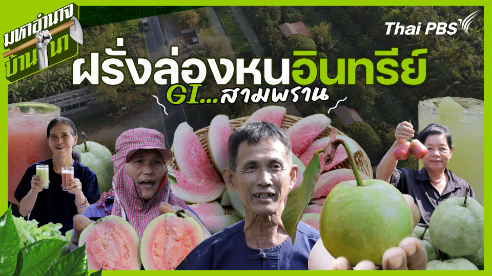 ฝรั่งล่องหนอินทรีย์ GI สามพราน