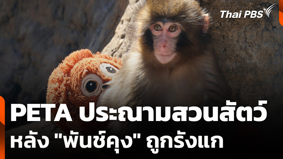 PETA ประณามสวนสัตว์ หลัง "พันช์คุง" ถูกรังแก