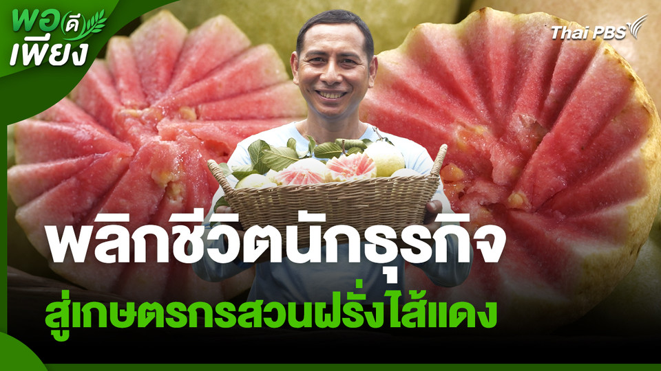 พอดีพอเพียง : พลิกชีวิตนักธุรกิจ สู่เกษตรกรสวนฝรั่งไส้แดง สร้างอาชีพมั่นคง รายได้ยั่งยืน