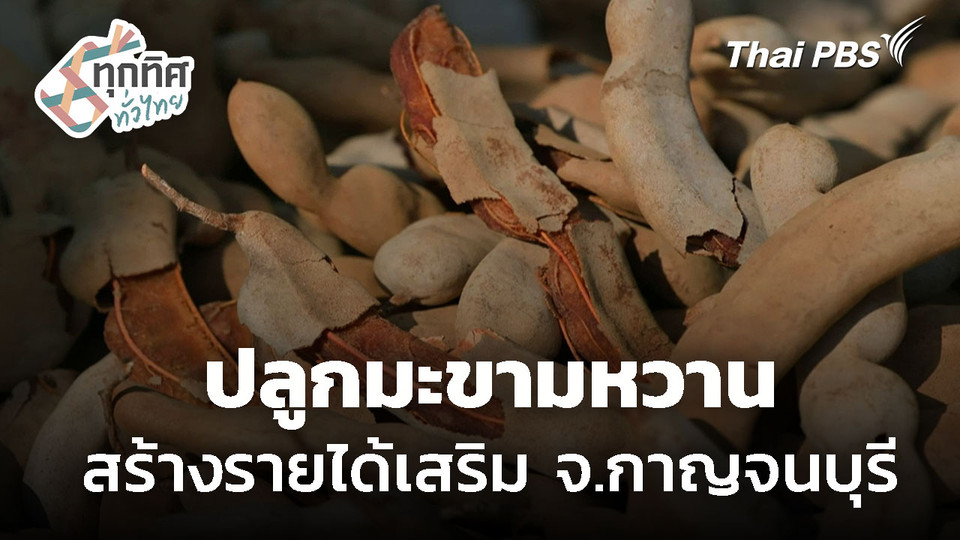 ปลูกมะขามหวาน สร้างรายได้เสริม จ.กาญจนบุรี