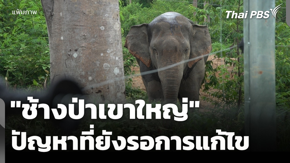 "ช้างป่าเขาใหญ่" ปัญหาที่ยังรอการแก้ไข