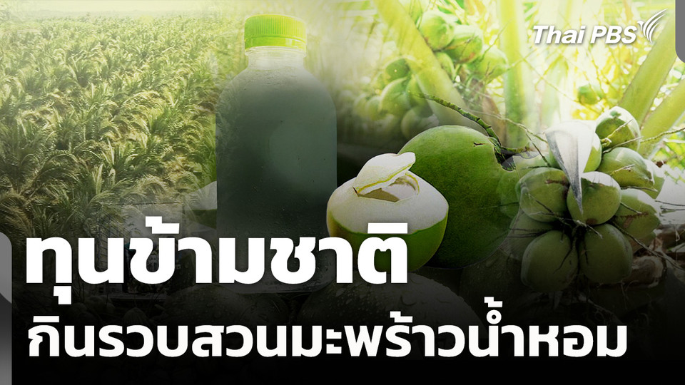 ทุนข้ามชาติ กินรวบสวนมะพร้าวน้ำหอม