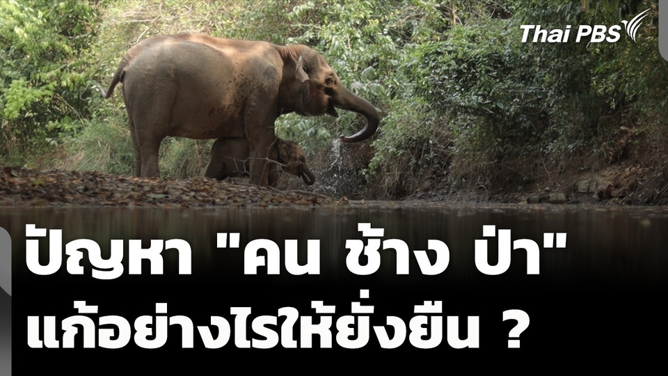 ความหวังแก้ปัญหา "คน ช้าง ป่า" อย่างยั่งยืน