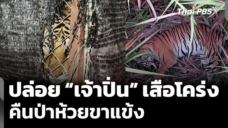 ปล่อย “เจ้าปิ่น” เสือโคร่งกินหมูชาวบ้านคืนป่าห้วยขาแข้ง