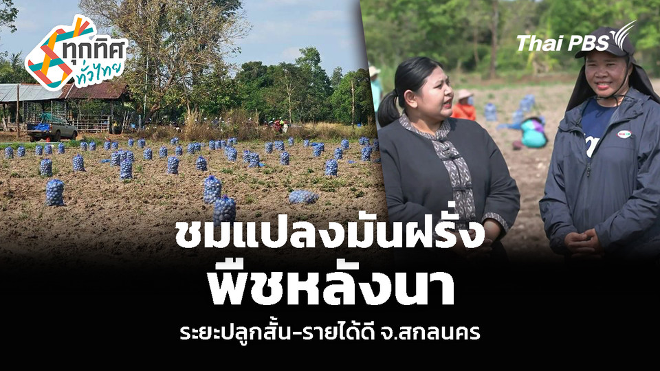 ชมแปลงมันฝรั่ง พืชหลังนา ระยะปลูกสั้น-รายได้ดี จ.สกลนคร