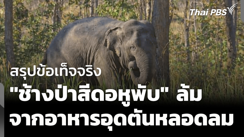 สรุป "สีดอหูพับล้ม" มาจากอาหารอุดตัน ไม่ใช่ยาซึมเกินปริมาณ