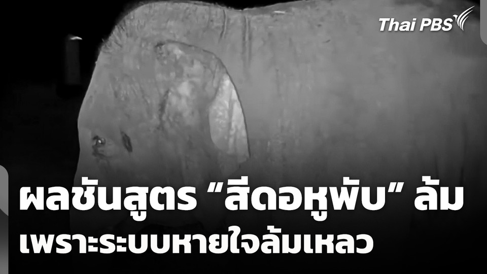 ผลชันสูตร "สีดอหูพับ" ล้มเพราะระบบหายใจล้มเหลว