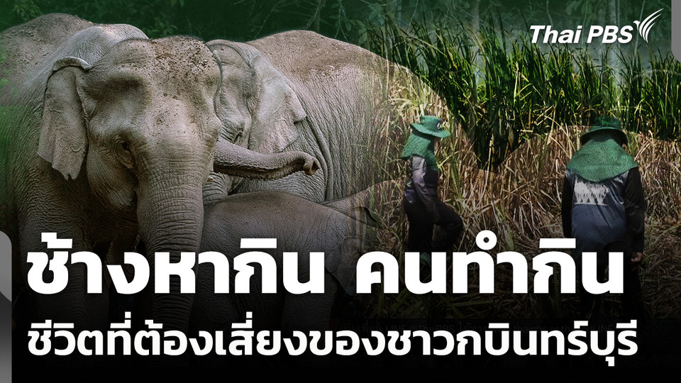 ช้างป่าหากิน - คนทำกิน ตอนที่ 1