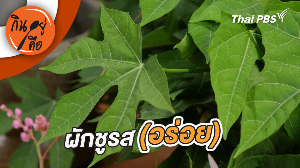 ผักชูรส (อร่อย)