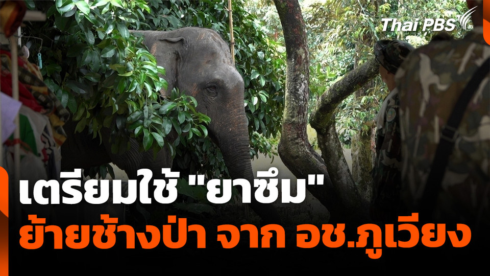 เตรียมใช้ "ยาซึม" ย้ายช้างป่า อช.ภูเวียง ออกจากพื้นที่