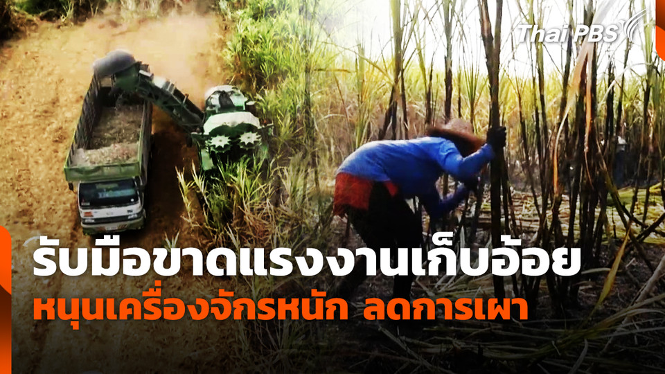 รับมือขาดแรงงานเก็บอ้อย หนุนเครื่องจักรหนัก ลดการเผา