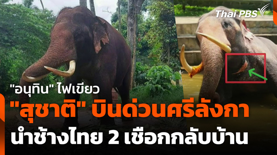 "อนุทิน" ไฟเขียว "สุชาติ" บินด่วนศรีลังกานำช้างไทย 2 เชือกกลับบ้าน