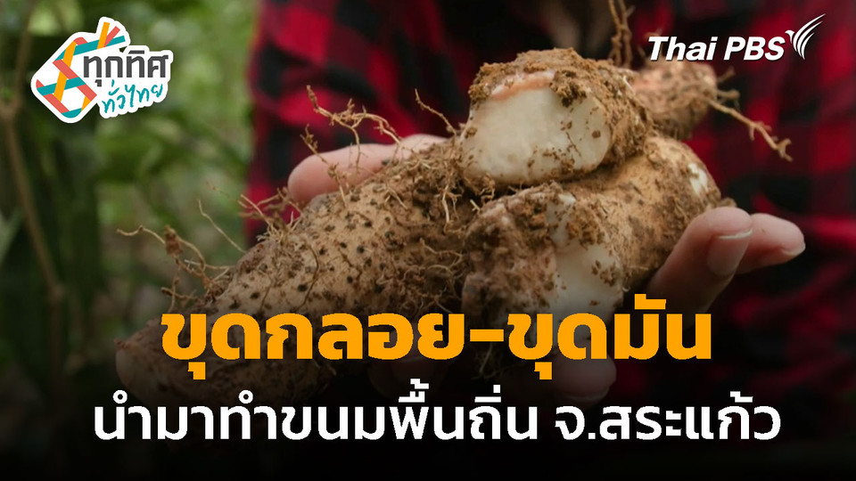 ขุดกลอย-ขุดมัน ทำขนมพื้นถิ่น จ.สระแก้ว