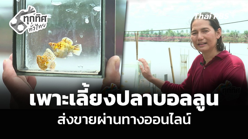 เพาะเลี้ยงปลาบอลลูน ส่งขายผ่านทางออนไลน์