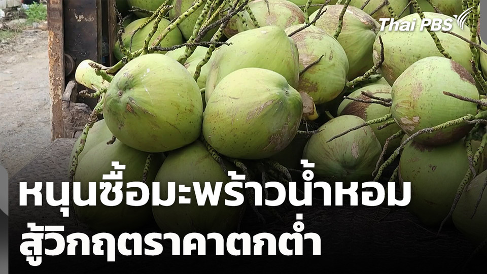 หนุนมะพร้าวน้ำหอม สินค้า GI ราชบุรี สู้ราคาตกต่ำ