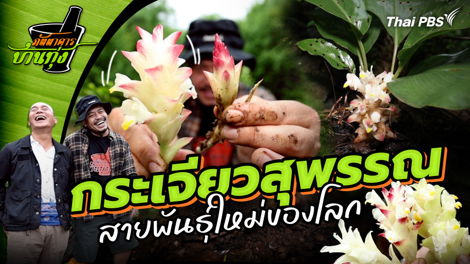 กระเจียวสุพรรณ