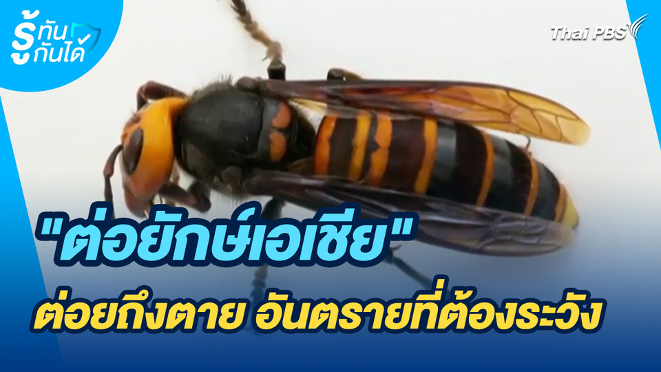 รู้ทันกันได้ : “ต่อยักษ์เอเชีย” ต่อยถึงตาย อันตรายที่ต้องระวัง