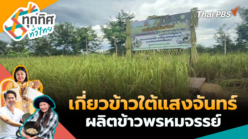 เกี่ยวข้าวใต้แสงจันทร์ผลิตข้าวพรหมจรรย์