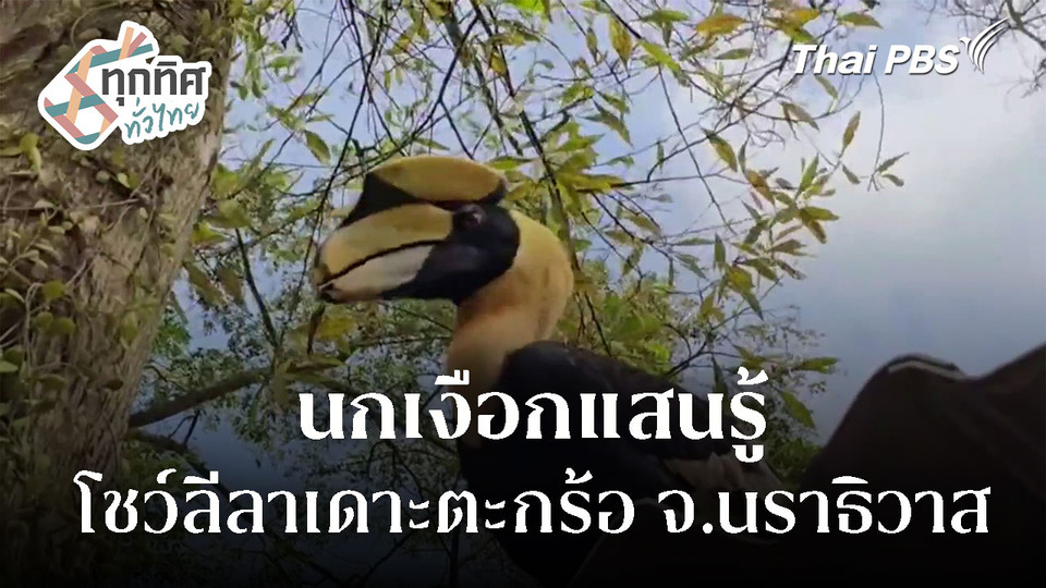 นกเงือกแสนรู้ โชว์ลีลาเดาะตะกร้อ จ.นราธิวาส