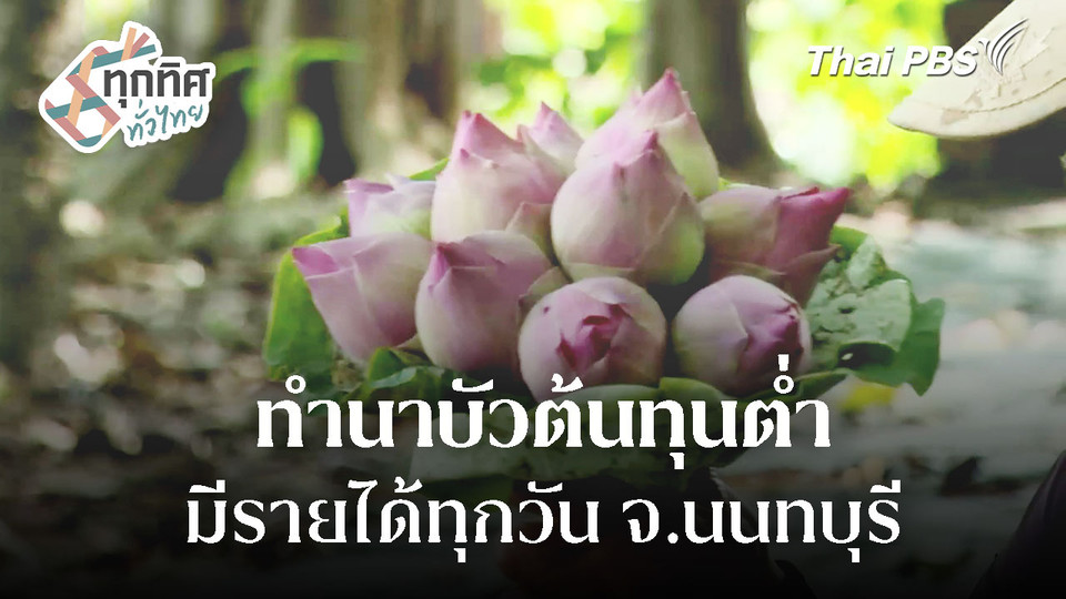 ทำนาบัวต้นทุนต่ำ มีรายได้ทุกวัน จ.นนทบุรี