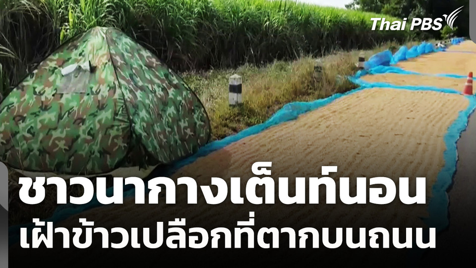 ชาวนา จ.นครราชสีมา กางเต็นท์นอนเฝ้าข้าวเปลือกที่ตากบนถนน
