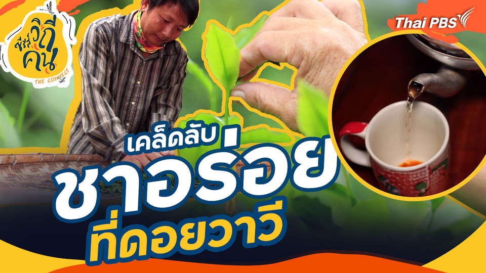 ช็อตเด็ด ซีรีส์วิถีคน : เคล็ดลับชาอร่อย ที่ดอยวาวี