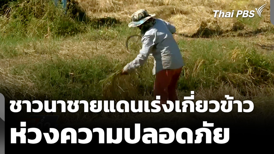 ชาวนาชายแดนเร่งเกี่ยวข้าว ห่วงความปลอดภัย