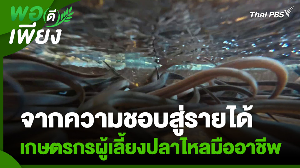 จากความชอบสู่รายได้ เกษตรกรผู้เลี้ยงปลาไหลมืออาชีพ