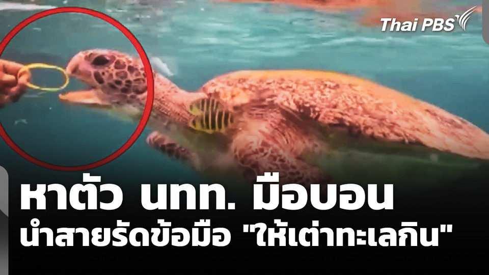 หาตัวนักท่องเที่ยวมือบอน นำสายรัดข้อมือ "ให้เต่าทะเลกิน"