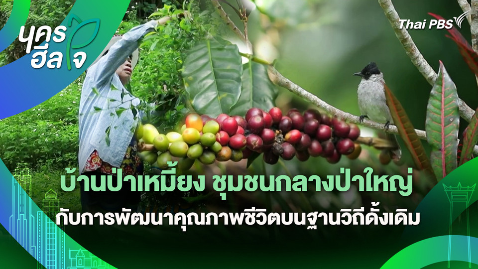 นครฮีลใจ : บ้านป่าเหมี้ยง ชุมชนกลางป่าใหญ่ กับการพัฒนาคุณภาพชีวิตบนฐานวิถีดั้งเดิม