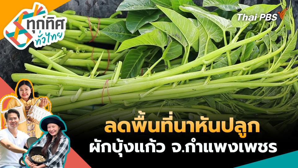 ลดพื้นที่นาหันปลูกผักบุ้งแก้ว จ.กำแพงเพชร