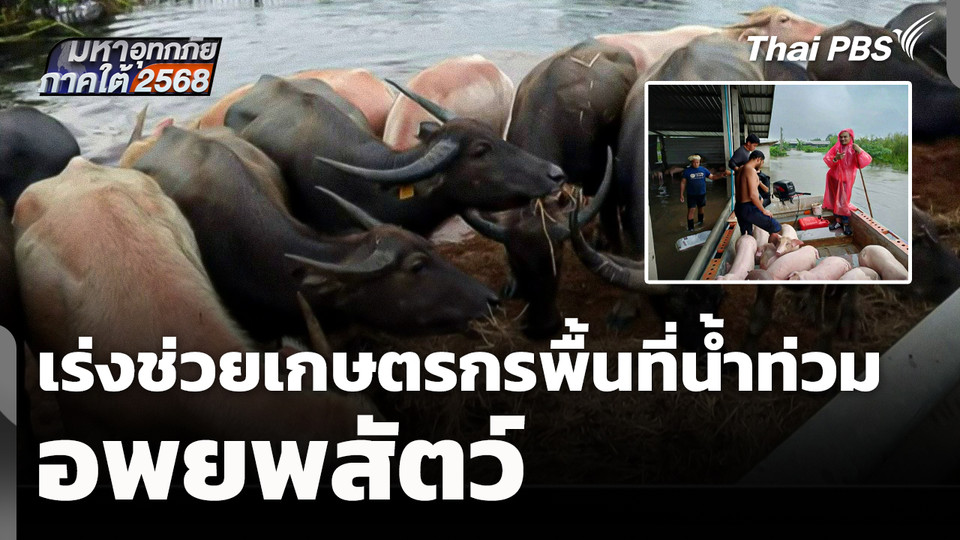 กรมปศุสัตว์เร่งช่วยเหลือเกษตรกร อพยพสัตว์พื้นที่น้ำท่วม